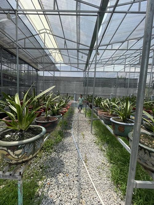 Nghệ nhân trồng lan Hà Chí Tâm - Khó khăn và đam mê là yếu tố đem đến thành công - 2 - kythuatcanhtac.com