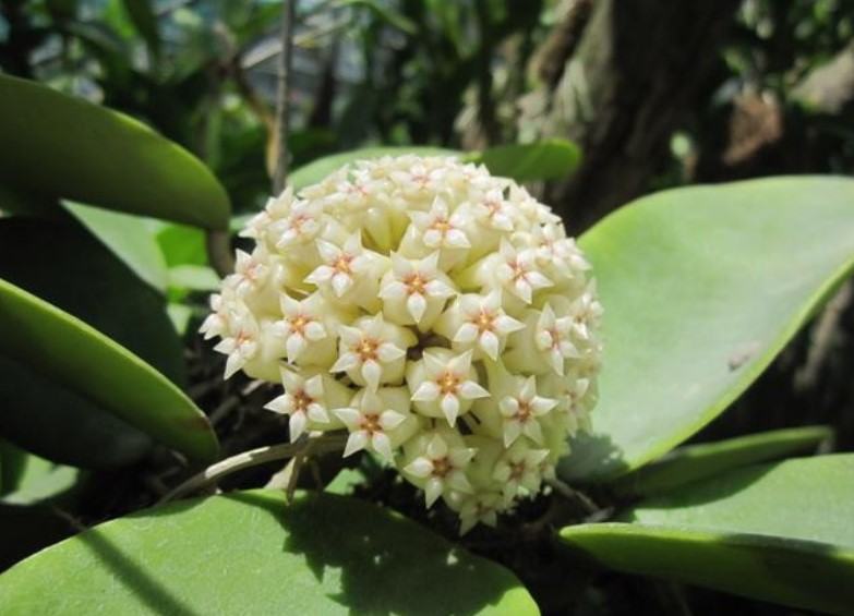 Hoa lan cẩm cù - Nguồn gốc, đặc điểm, cách trồng và chăm sóc hoa lan cẩm cù 19 - kythuatcanhtac.com
