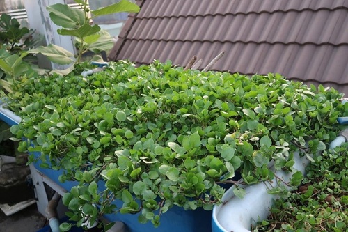 Chán việc văn phòng về trồng vườn rau trên sân thượng, vạn người mê - 12 - kythuatcanhtac.com
