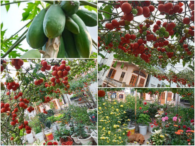 Mẹ Hải Phòng làm ròng rọc tời đất lên sân thượng trồng cà chua, quả kết từng chùm trĩu giàn - kythuatcanhtac.com