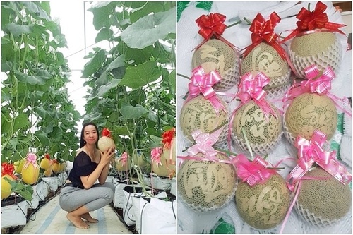 Cô gái Kiên Giang dùng trứng và sữa cho vườn dưa vàng ươm, thu hoạch cả tạ quả - 3 - kythuatcanhtac.com