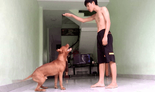 Chó Pitbull - Nguồn gốc, đặc điểm, cách chăm sóc chú chó Pitbull 27 - kythuatcanhtac.com