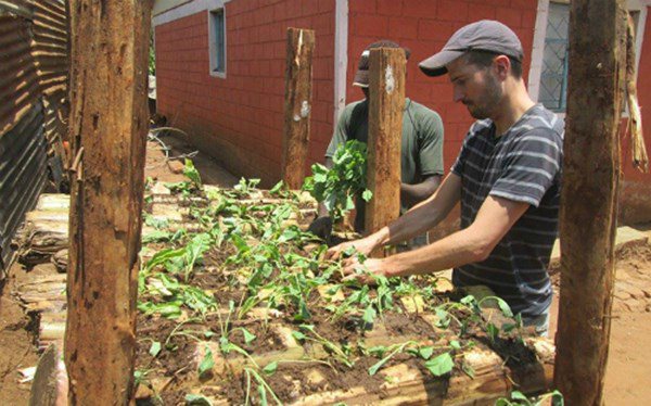 Học người nước ngoài trồng rau trên thân chuối, tiết kiệm diện tích, rau lớn ầm ầm - 1 - kythuatcanhtac.com
