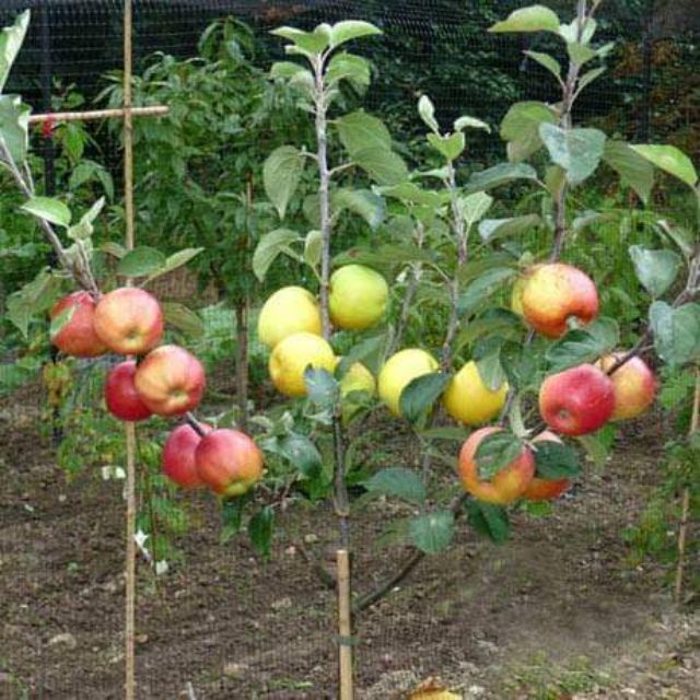 Cách trồng táo tây từ hạt - kythuatcanhtac.com