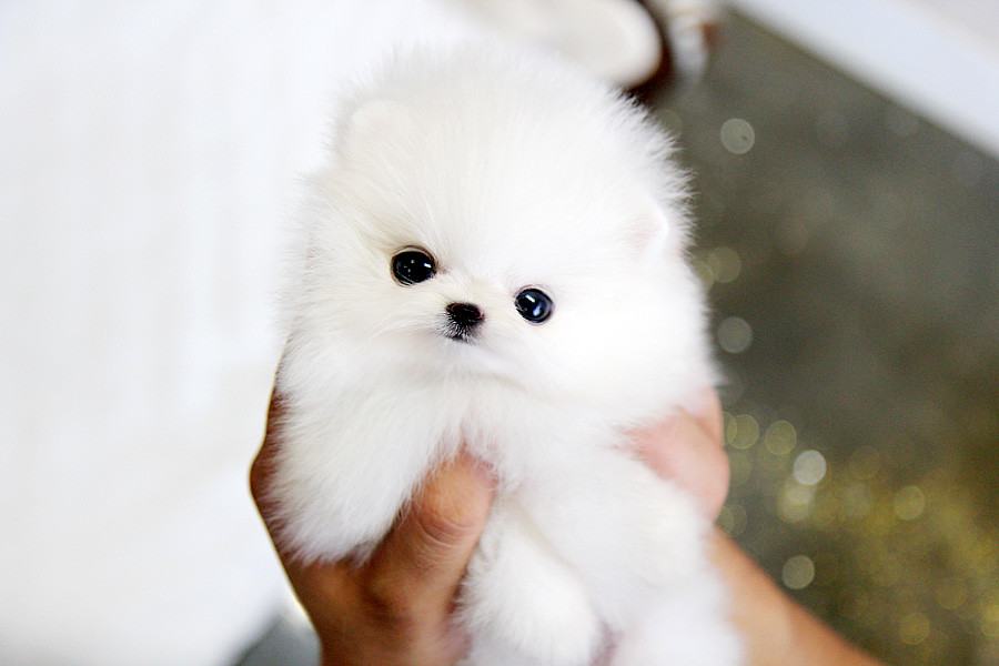 Một chú chó Teacup Phốc sóc màu trắng xinh đẹp - kythuatcanhtac.com