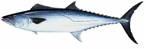 Đặc điểm sinh thái của cá thu - kythuatcanhtac.com