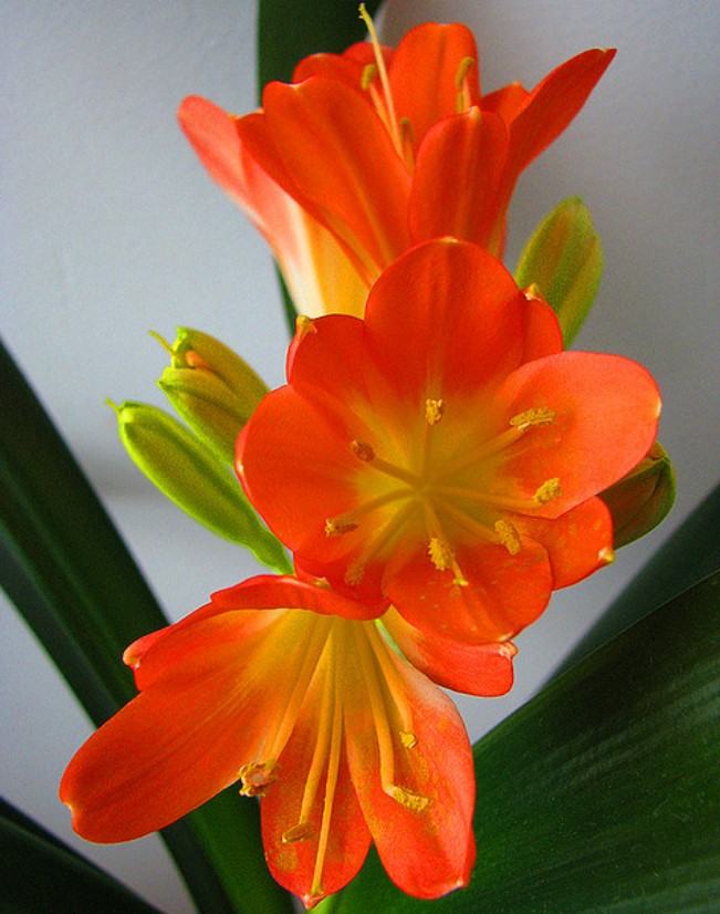 Hoa lan quân tử - Loại hoa có ý nghĩa phong thủy đem lại tài lộc và may mắn 12 - kythuatcanhtac.com