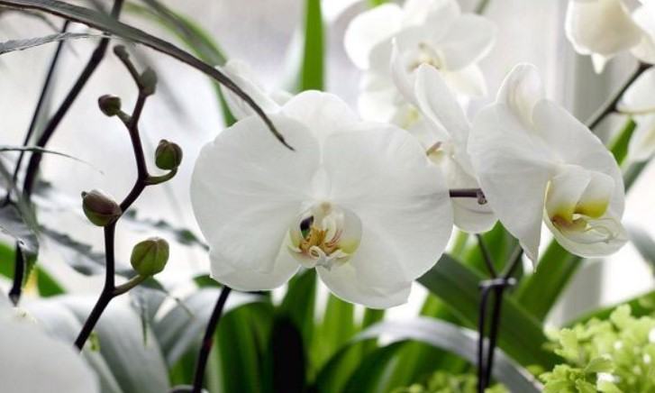 Hoa lan thanh đạm - Những loại hoa lan thanh đạm đẹp nhất có thể bạn chưa biết? 40 - kythuatcanhtac.com