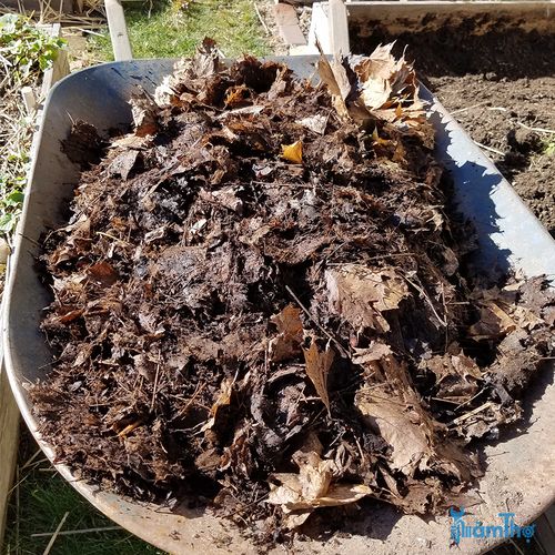 Cách làm và sử dụng phân ủ bằng lá cây (Leaf Mold) - kythuatcanhtac.com
