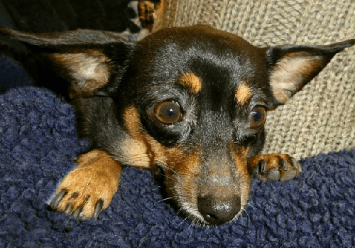 Chó Phốc - Loài chó nhỏ nhắn, tình cảm và thông minh 18 - kythuatcanhtac.com