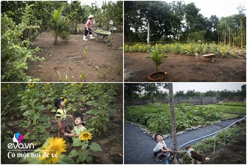 8X Sài Gòn về quê mua đất trồng rau, để bố mẹ đón tuổi già trong vườn 1 héc ta - 8 - kythuatcanhtac.com