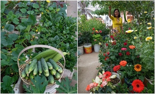 Mẹ Hải Phòng làm ròng rọc tời đất lên sân thượng trồng cà chua, quả kết từng chùm trĩu giàn - 14 - kythuatcanhtac.com