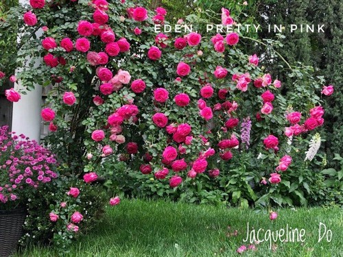 Mẹ 7X sang Mỹ làm cả vườn hồng rộng 800m2, bông nào cũng to như miệng bát - 17 - kythuatcanhtac.com