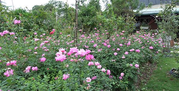 Hoa hồng quế – Hồng bụi truyền thống đẹp 9 - kythuatcanhtac.com