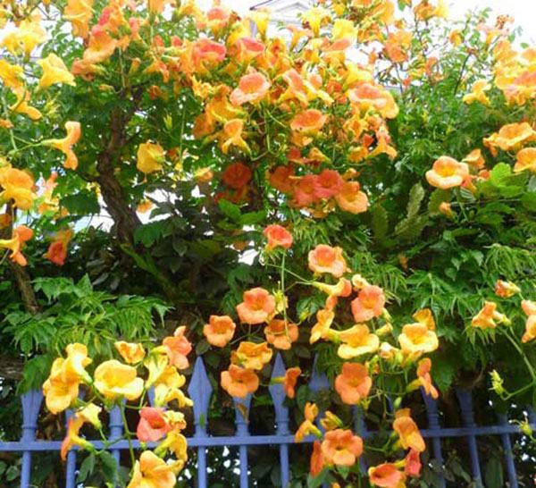 Hoa đăng tiêu hoa leo đẹp chống nắng tuyệt đẹp 12 - kythuatcanhtac.com