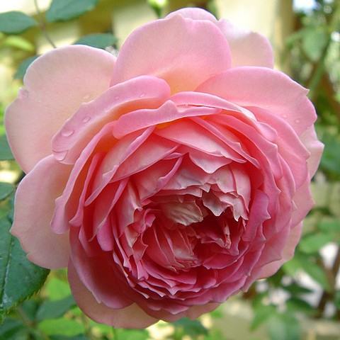 Hoa hồng leo Spirit of freedom Rose - Loại hoa nhẹ nhàng mà tinh tế 9 - kythuatcanhtac.com
