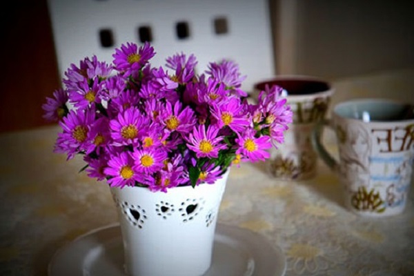 Hoa Thạch Thảo - Đặc điểm, ý nghĩa, cách trồng và cách cắm hoa đẹp - 6 - kythuatcanhtac.com