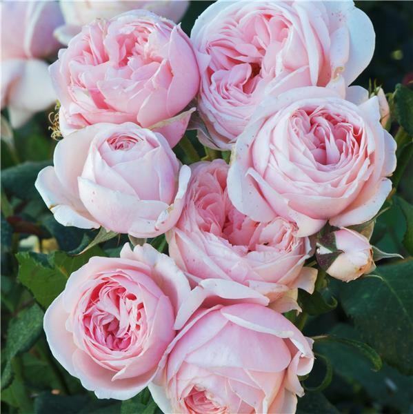 Hoa hồng leo Nahema rose nhập ngoại 7 - kythuatcanhtac.com