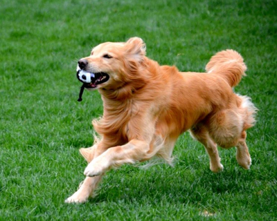 Chó golden Retriever - Những thông tin cơ bản liên quan đến chó golden Retriever 22 - kythuatcanhtac.com