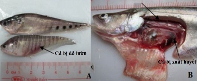 Bệnh xuất huyết, đỏ lườn ở cá Thát Lát Cườm - kythuatcanhtac.com