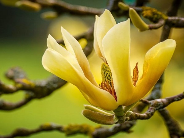 Cây Hoa Mộc Lan - Ý nghĩa và cách trồng giúp hoa nở đẹp - 5 - kythuatcanhtac.com