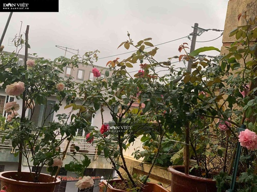 Ngôi nhà ngát hương từ 200 chậu hoa hồng của mẹ đảm Hưng Yên - 3 - kythuatcanhtac.com