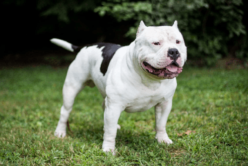 Chó Pitbull - Nguồn gốc, đặc điểm, cách chăm sóc chú chó Pitbull 28 - kythuatcanhtac.com