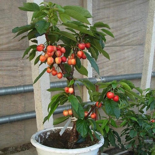 Cách trồng cây sơ ri - kythuatcanhtac.com