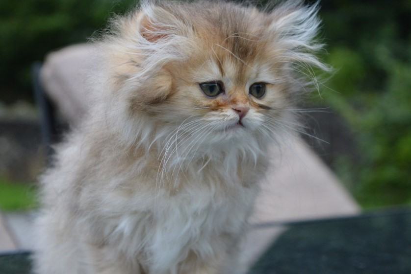 Kiến thức Mèo Anh Lông Dài (British Longhair Cat) A-Z 28 - kythuatcanhtac.com