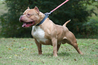 Chó Pitbull - Nguồn gốc, đặc điểm, cách chăm sóc chú chó Pitbull 22 - kythuatcanhtac.com
