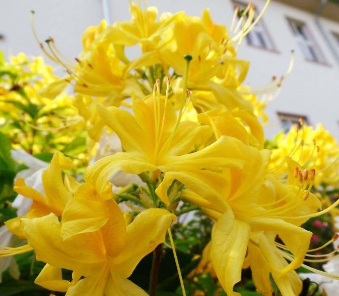 hình ảnh về hoa đỗ quyên đẹp lạ - kythuatcanhtac.com
