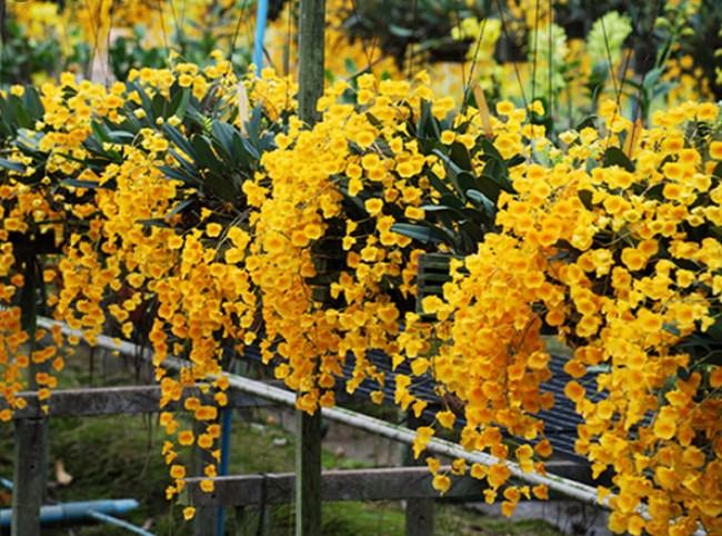 Hoa lan vảy rồng - Nguồn gốc, đặc điểm, cách trồng và chăm sóc hoa lan vảy rồng 24 - kythuatcanhtac.com