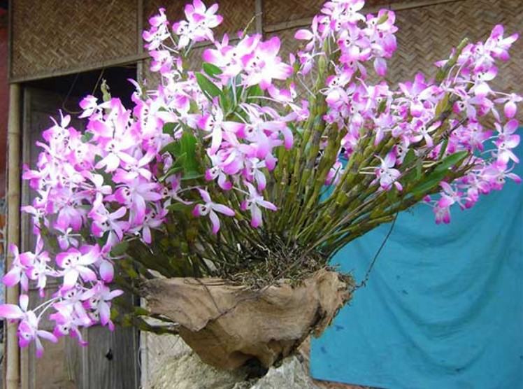 Hoa lan chuỗi ngọc - Loài hoa lan đẹp khiến người nhìn mê mẩn 14 - kythuatcanhtac.com