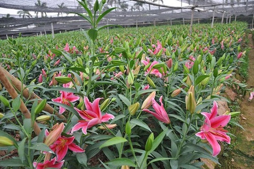 Cách trồng Hoa Ly và chăm sóc để hoa nở đẹp trong ngày Tết - 1 - kythuatcanhtac.com