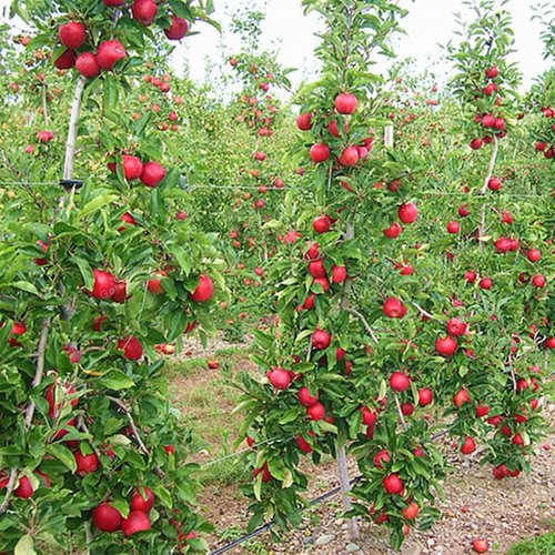 Cách trồng cây táo tây - kythuatcanhtac.com