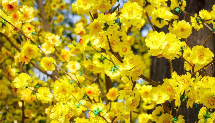 7 loại hoa phong thủy mang tài lộc, phúc khí trong năm Tân Sửu 2021 - 1 - kythuatcanhtac.com