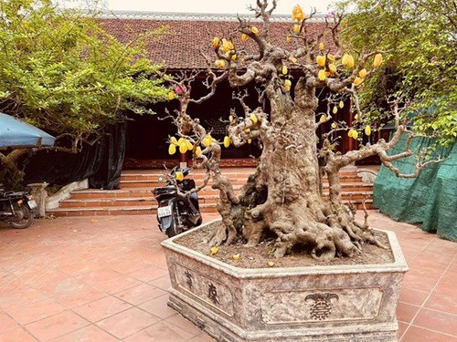 amp;#34;Biệt phủamp;#34; 1.700m2 toàn gỗ quý và dàn cây cảnh tiền tỷ ở Nam Định - 11 - kythuatcanhtac.com
