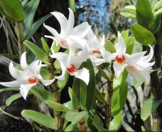 Hoa lan nhất điểm hoàng - Nguồn gốc, đặc điểm, cách trồng và chăm sóc hoa lan nhất điểm hoàng 10 - kythuatcanhtac.com