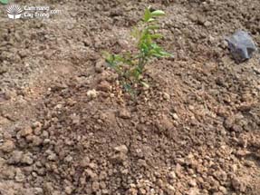 Lấp đất cho cây mới trồng - kythuatcanhtac.com