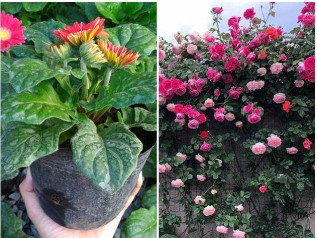 3 loại hoa này không cần trồng lại hàng năm, nở rộ liên tục không mất công chăm - kythuatcanhtac.com