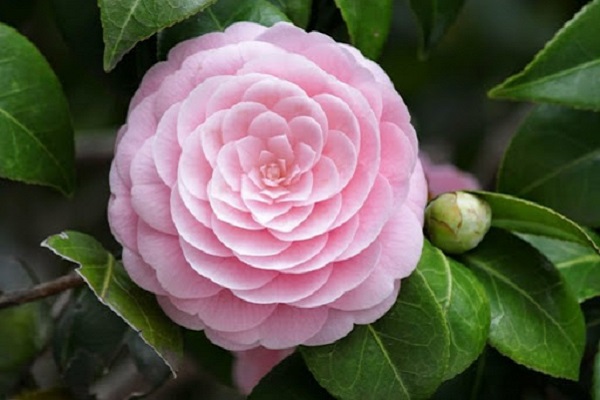 Hoa Trà: Hình ảnh, ý nghĩa, cách trồng và chăm sóc giúp hoa nở đẹp - 7 - kythuatcanhtac.com