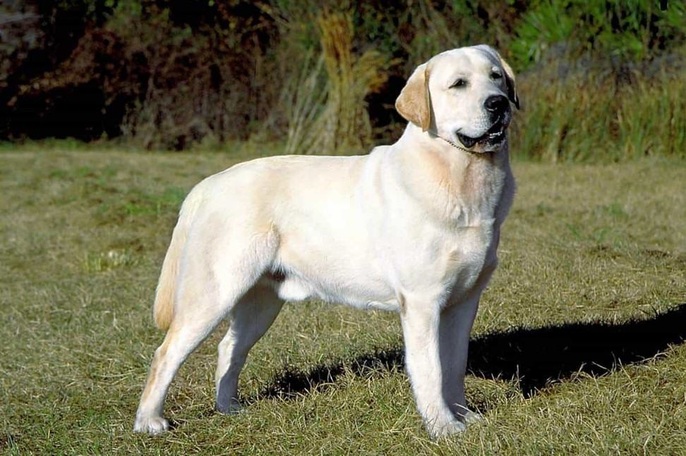 Chó labrador - Chú chó thông minh và kiên cường trước khó khăn 12 - kythuatcanhtac.com