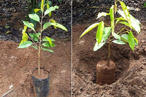 Kỹ thuật trồng sầu riêng ri6 - kythuatcanhtac.com