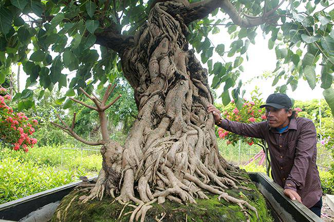 Chiêm ngưỡng cây bồ đề có bộ rễ amp;#34;ảo diệuamp;#34; - 1 - kythuatcanhtac.com