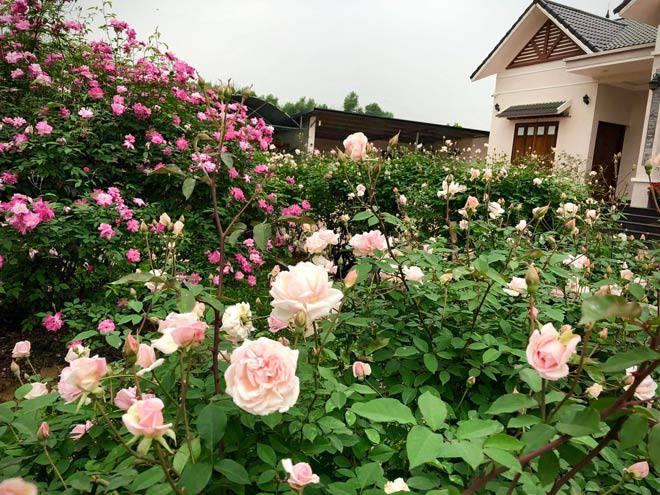 Mê mẩn vườn hồng đẹp như mơ, rộng hàng nghìn m2 của bà mẹ Hà thành - 6 - kythuatcanhtac.com