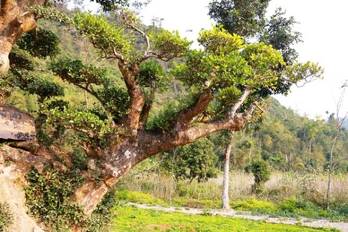 Cây Duối là cây gì? Đặc điểm, tác dụng và cách trồng cây duối - 3 - kythuatcanhtac.com