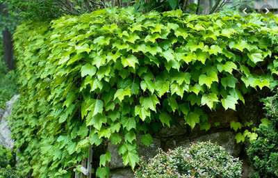 Cây hoa leo ivy – cách trồng và chăm sóc cây hoa leo ivy 6 - kythuatcanhtac.com