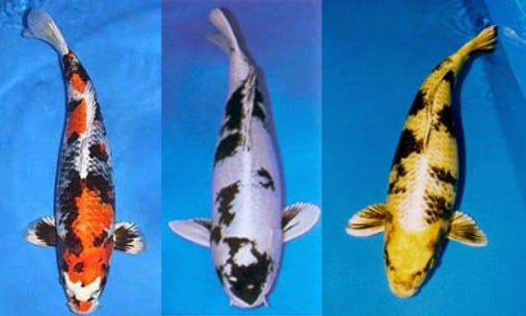 Cá chép koi - Những loại cá chép koi được ưa chuộng 39 - kythuatcanhtac.com