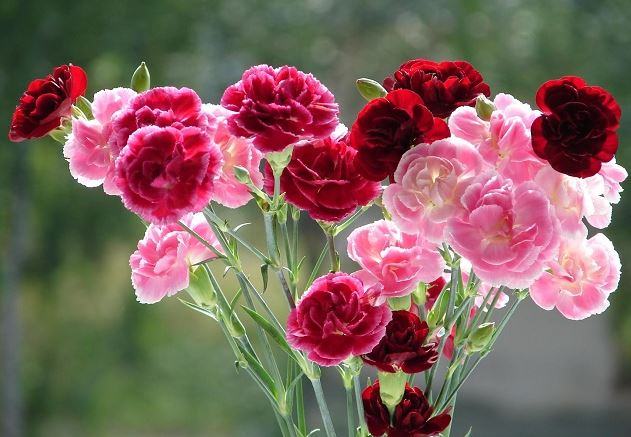 Bó ảnh hoa cẩm chướng đẹp nhất - kythuatcanhtac.com