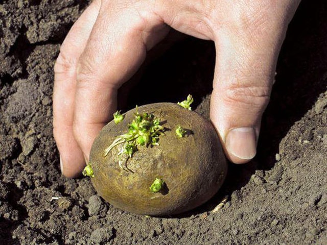 Kỹ thuật trồng khoai tây - kythuatcanhtac.com